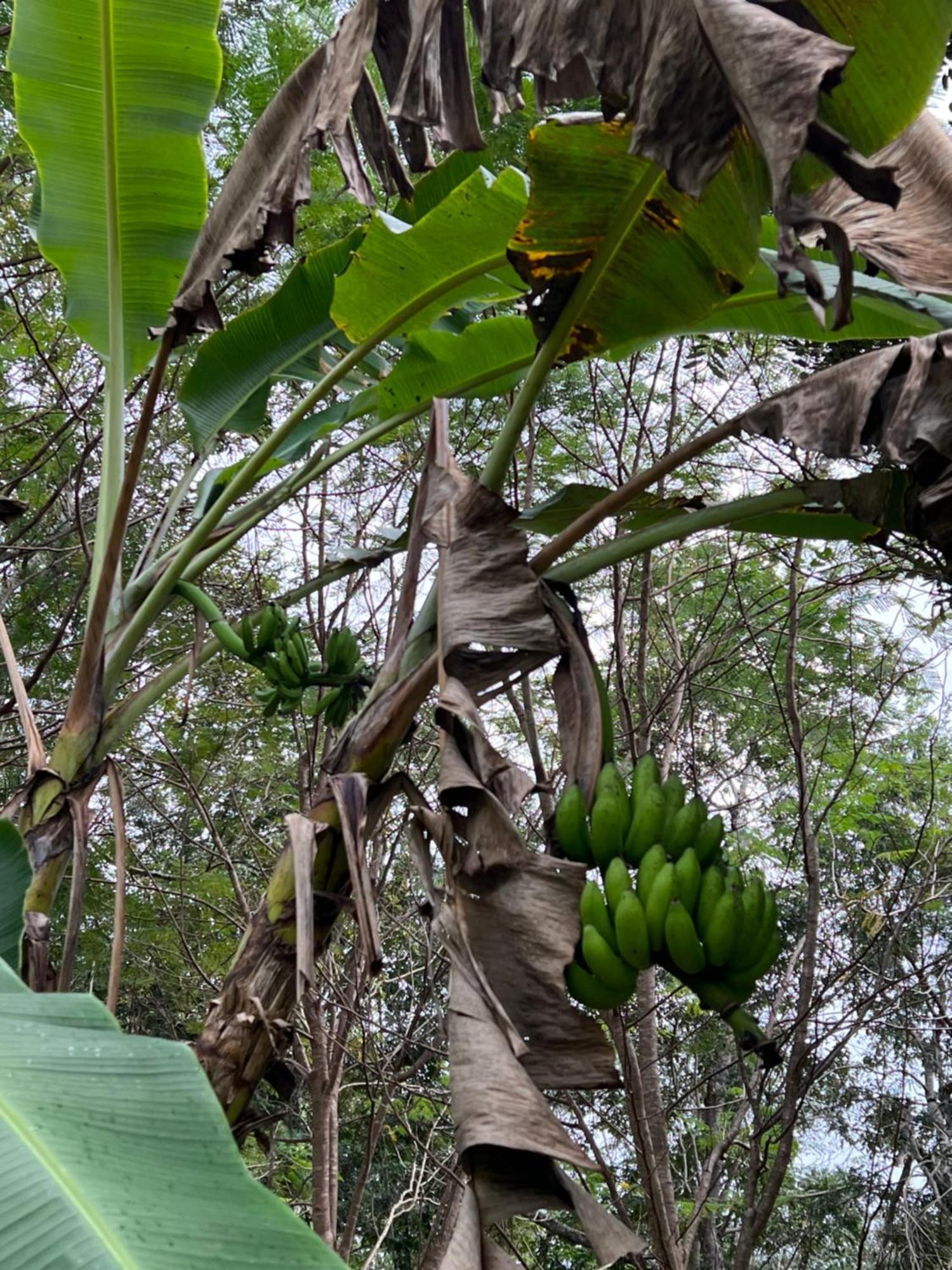 El Encanto - Hotel Boutique Chichén-Itzá Dış mekan fotoğraf